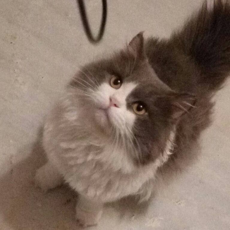beautiful super friendly very affectionate healthy 3 years old male Persian cat for sale