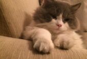 beautiful super friendly very affectionate healthy 3 years old male Persian cat for sale