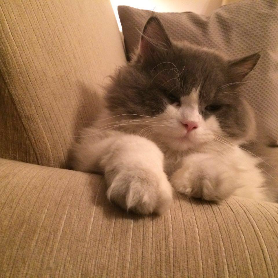 beautiful super friendly very affectionate healthy 3 years old male Persian cat for sale