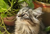 Cute and friendly Persian kitten