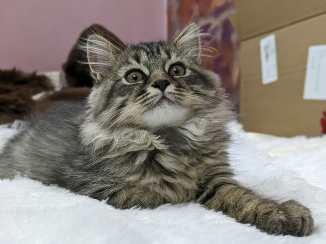 Cute and friendly Persian kitten