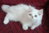 Percian kittens for sale