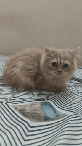 Kittens for sale in Bangalore