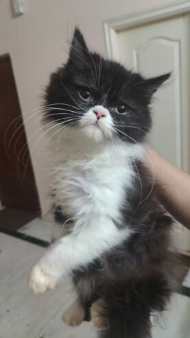 Kittens for sale in Bangalore