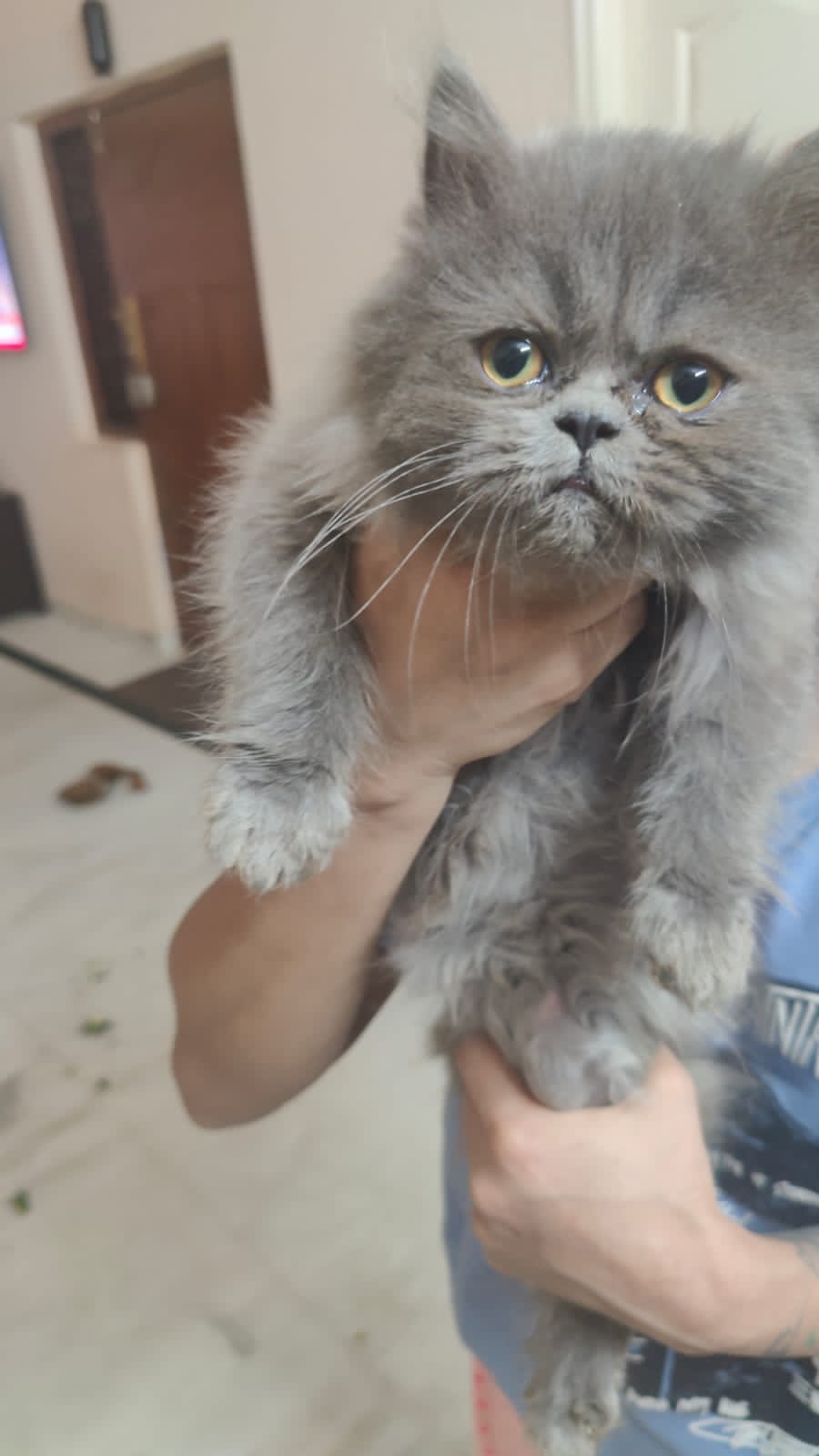 Kittens for sale in Bangalore