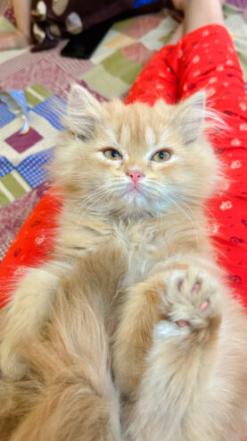 Persian Female Kitten for sale