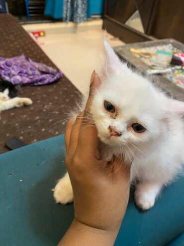 1 Month Old White Persian Female Kitten