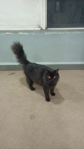 Black Parsian Cat
