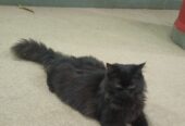 Black Parsian Cat