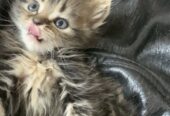 Cute Kitten For sale