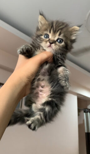 Cute Kitten For sale