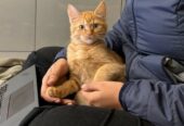 Ginger (Male Brown cat)