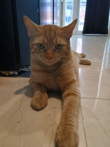 Lyle (Pastel brown male cat)
