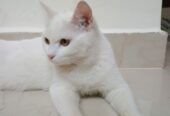 Jolly ( Female White cat )