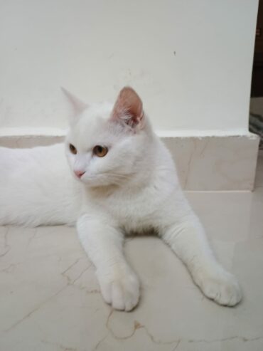 Jolly ( Female White cat )