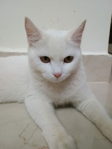 Milky Female White cat