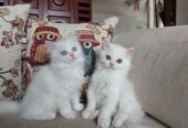 White Persian Kittens