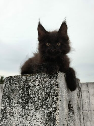 Imported Mainecoon cat