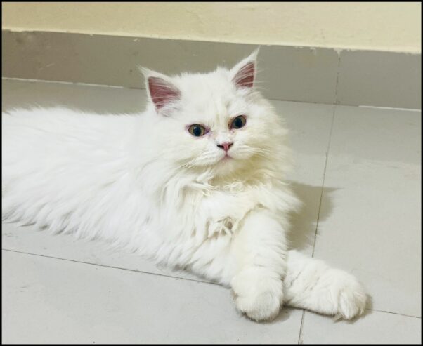 White Male Persian Kitten 9months old