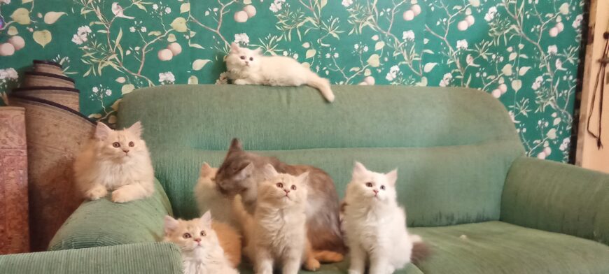 Persian Ragdoll Raggarmuffin kittens