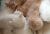 Persian Ragdoll Raggarmuffin kittens