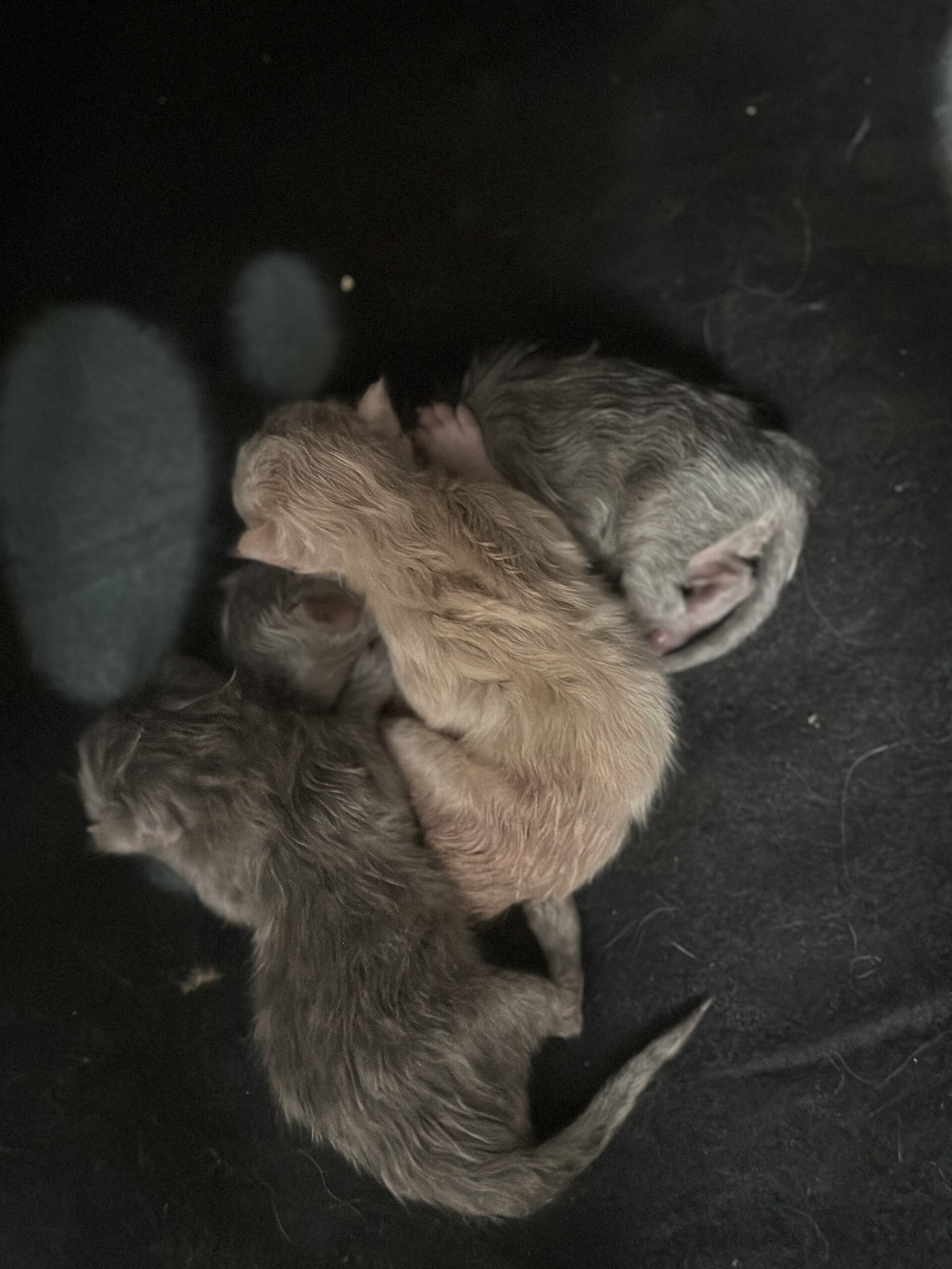 Beautiful Persian Kittens for Sale