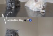 Beautiful Persian Kittens for Sale
