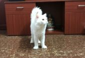 Persian Cats for sale
