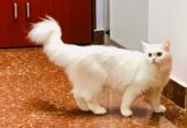 Persian Cats for sale