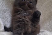 Beautiful fulffy kitten, with dark fur and a mix of brown and black shades