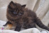 Beautiful fulffy kitten, with dark fur and a mix of brown and black shades
