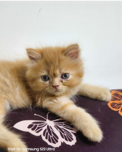 60 days quality Persian kittens available