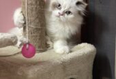 Ragdoll kittens- great companions for sure