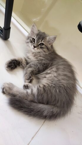 Healthy and active Male Persian kitten for sale