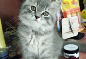 Healthy and active Male Persian kitten for sale