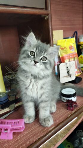 Healthy and active Male Persian kitten for sale