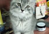 Healthy and active Male Persian kitten for sale