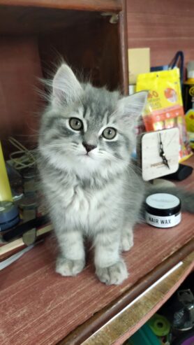 Healthy and active Male Persian kitten for sale