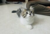 Persian kitten