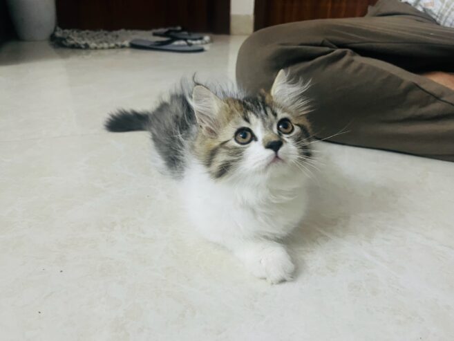 Persian kitten