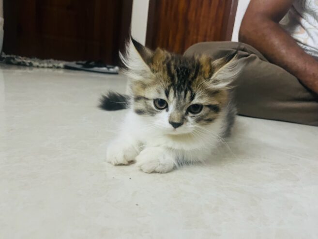 Persian kitten