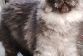 Adorable 3-Month-Old Female Persian Kittens Looking for a Loving Home