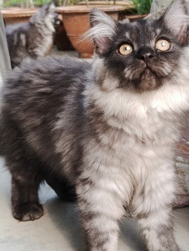 Adorable 3-Month-Old Female Persian Kittens Looking for a Loving Home