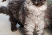 Adorable 3-Month-Old Female Persian Kittens Looking for a Loving Home