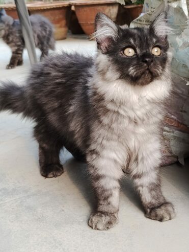 Adorable 3-Month-Old Female Persian Kittens Looking for a Loving Home