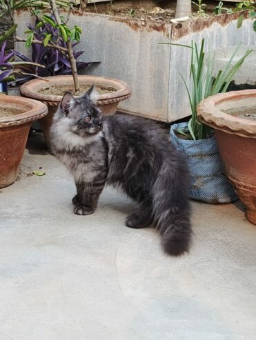 Adorable 3-Month-Old Female Persian Kittens Looking for a Loving Home