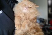 Adorable Persian cat for adoption