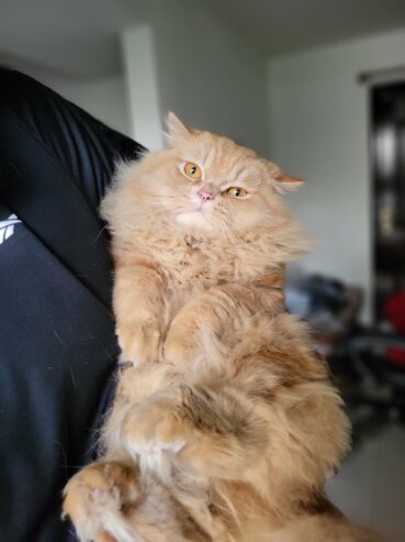 Adorable Persian cat for adoption