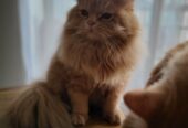 Adorable Persian cat for adoption