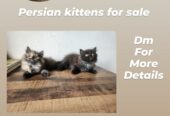 Persian Kittens for SALE